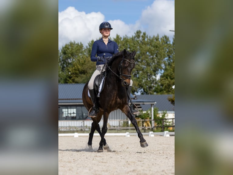 New Forest Castrone 14 Anni 144 cm Baio scuro in Nieuw-Vennep