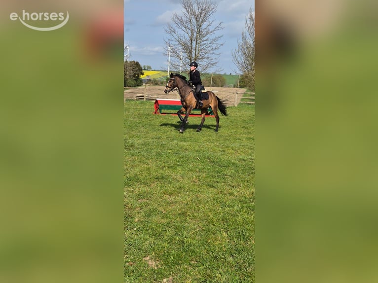 New Forest Castrone 14 Anni 146 cm Baio in Coesfeld