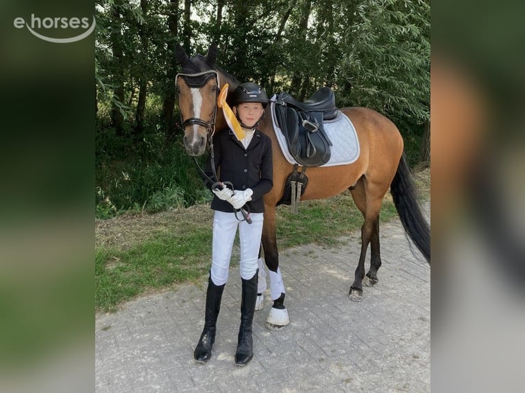 New Forest Castrone 14 Anni 146 cm Baio in Coesfeld