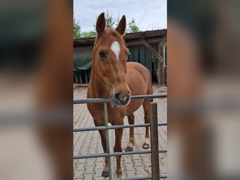 New Forest Castrone 14 Anni 147 cm Sauro in Gengenbach