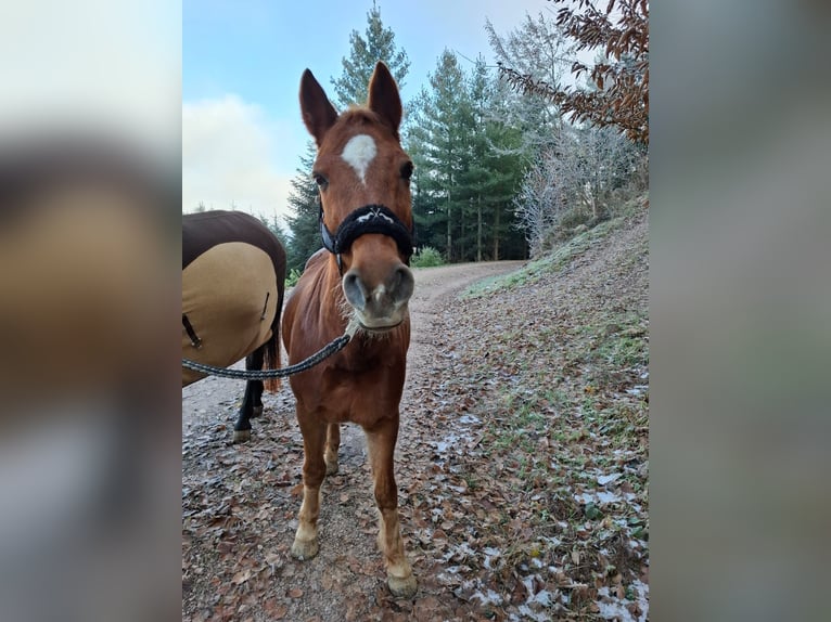 New Forest Castrone 14 Anni 147 cm Sauro in Gengenbach