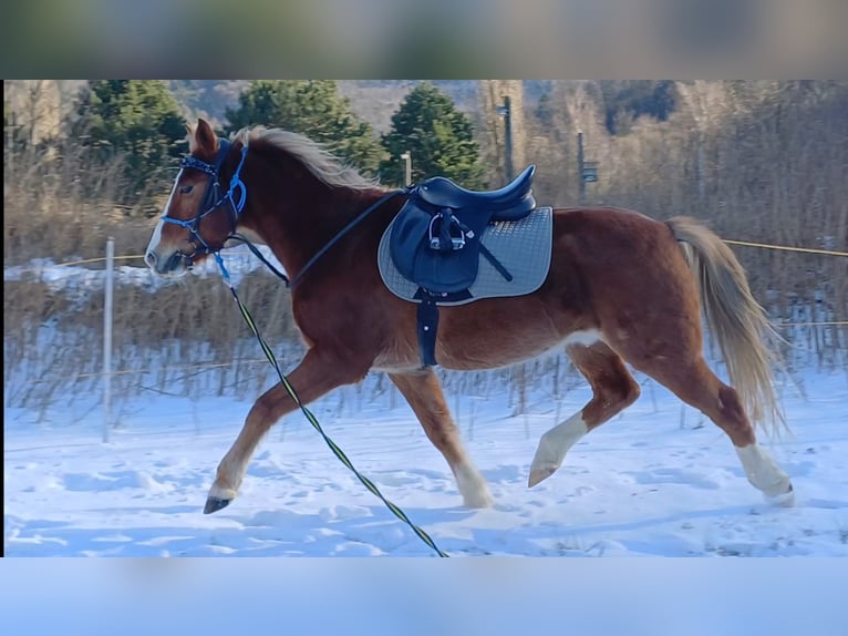 New Forest Castrone 15 Anni 146 cm Sauro in Altenmarkt