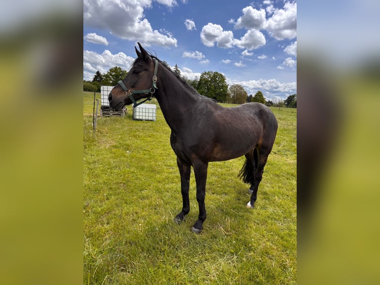New Forest Castrone 15 Anni 147 cm Baio scuro in Memmingen