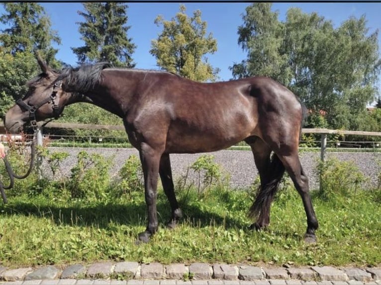 New Forest Castrone 15 Anni 147 cm Baio scuro in Memmingen