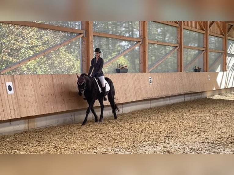 New Forest Castrone 15 Anni 147 cm Baio scuro in Memmingen