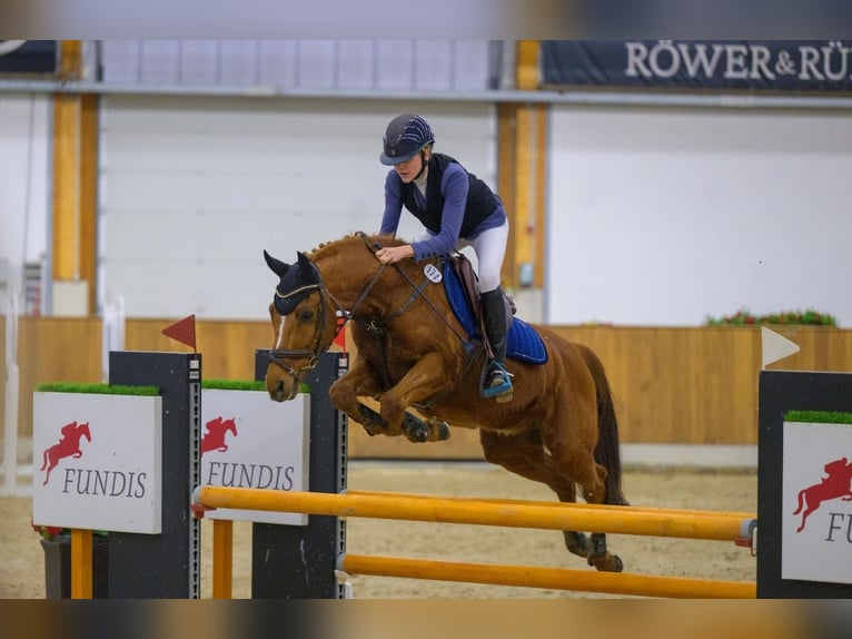 New Forest Castrone 15 Anni 147 cm Sauro in Dorsten