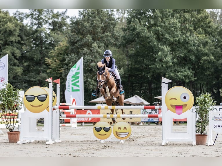 New Forest Castrone 15 Anni 147 cm Sauro in Dorsten