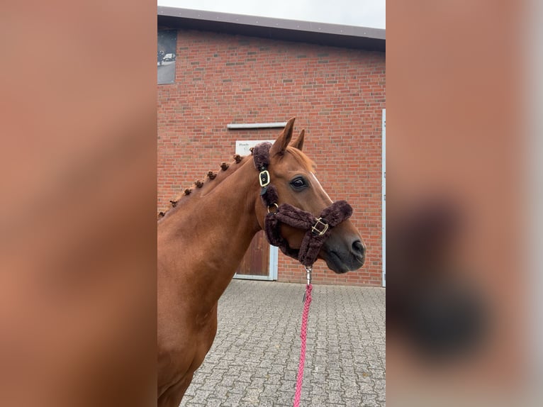 New Forest Castrone 15 Anni 147 cm Sauro in Dorsten