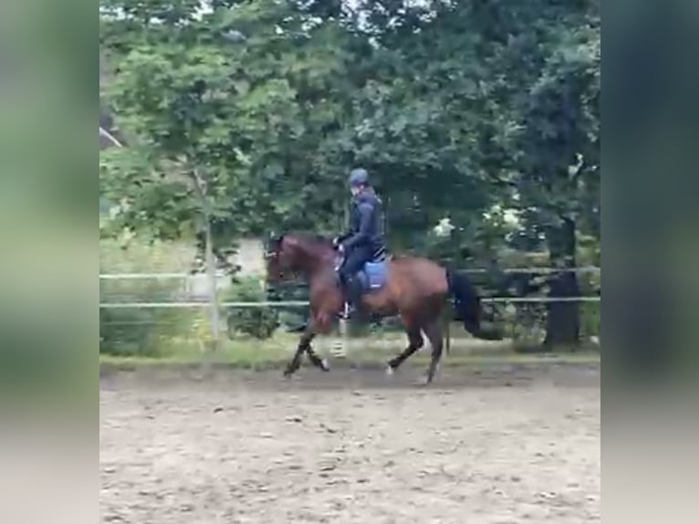 New Forest Castrone 15 Anni 148 cm Baio in Idstedt