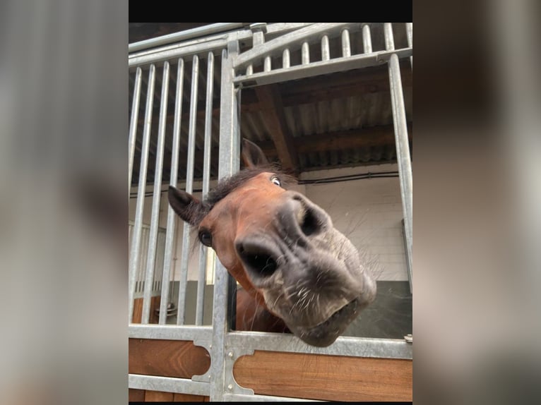 New Forest Castrone 15 Anni 148 cm Baio in Idstedt