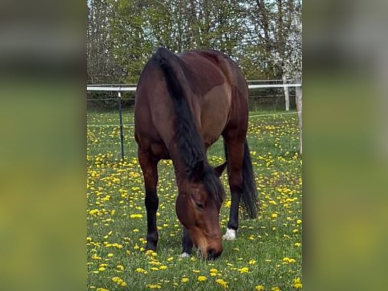 New Forest Castrone 15 Anni 148 cm Baio in Idstedt