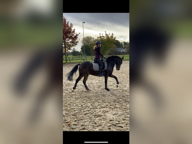 New Forest Castrone 16 Anni 145 cm Baio in Willich