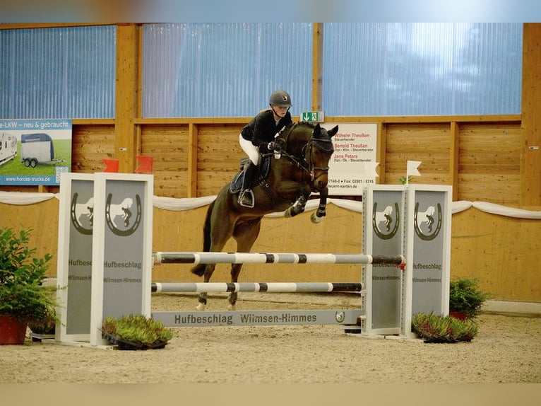 New Forest Castrone 16 Anni 145 cm Baio in Willich