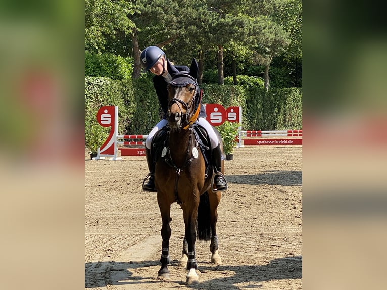 New Forest Castrone 16 Anni 145 cm Baio in Willich