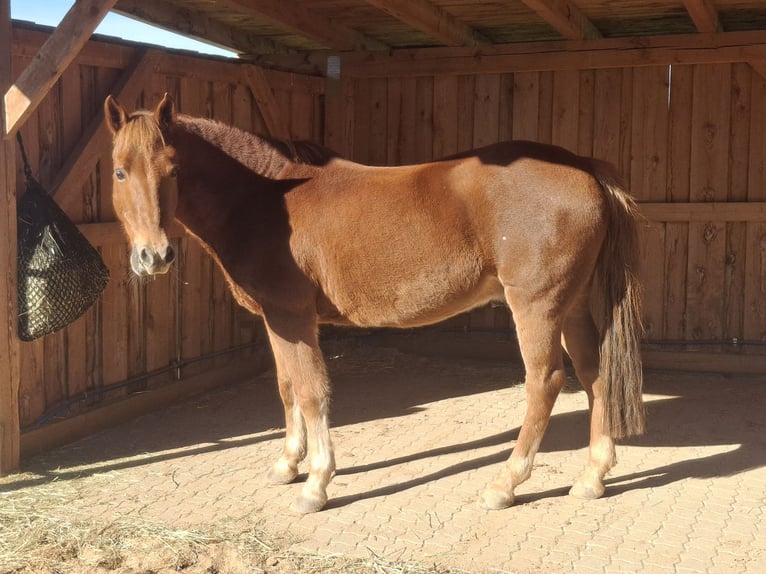 New Forest Castrone 16 Anni 152 cm Sauro in Alerheim