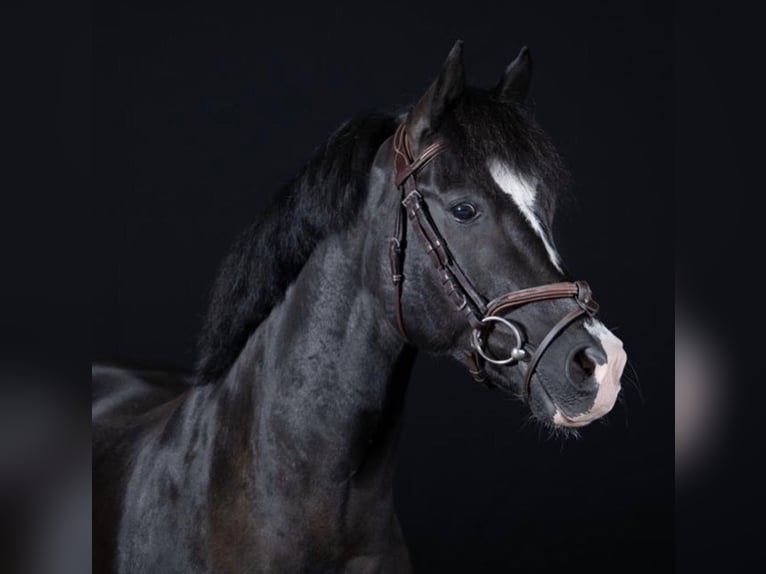 New Forest Castrone 18 Anni 147 cm Morello in Nieuwerkerk aan den IJssel