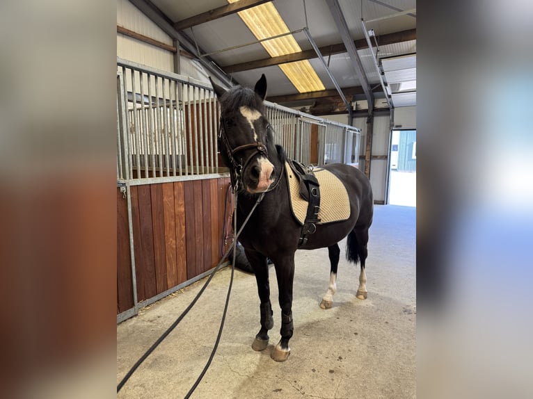 New Forest Castrone 18 Anni 147 cm Morello in Nieuwerkerk aan den IJssel