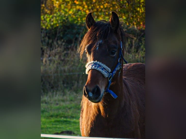 New Forest Castrone 2 Anni Baio in Nehmten
