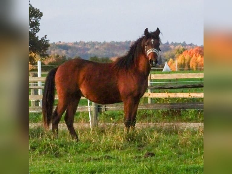 New Forest Castrone 2 Anni Baio in Nehmten