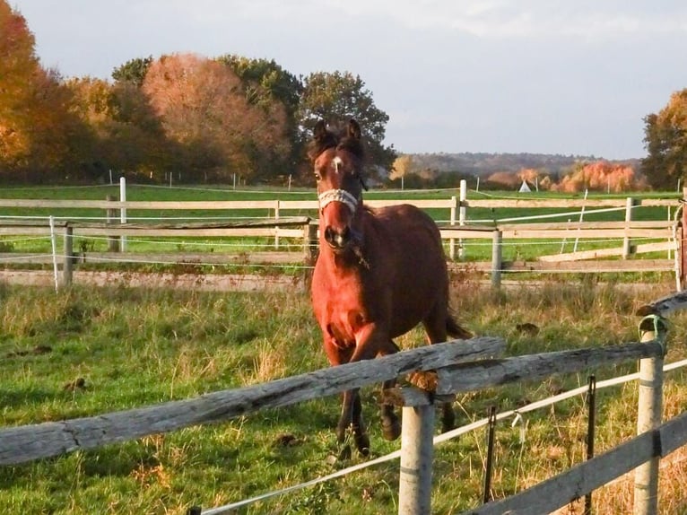 New Forest Castrone 2 Anni Baio in Nehmten