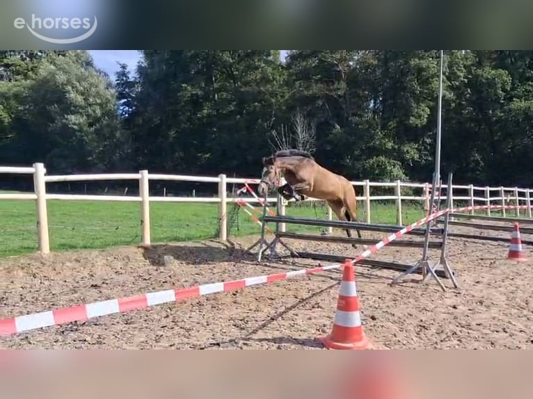 New Forest Castrone 3 Anni 144 cm Pelle di daino in Heerlen