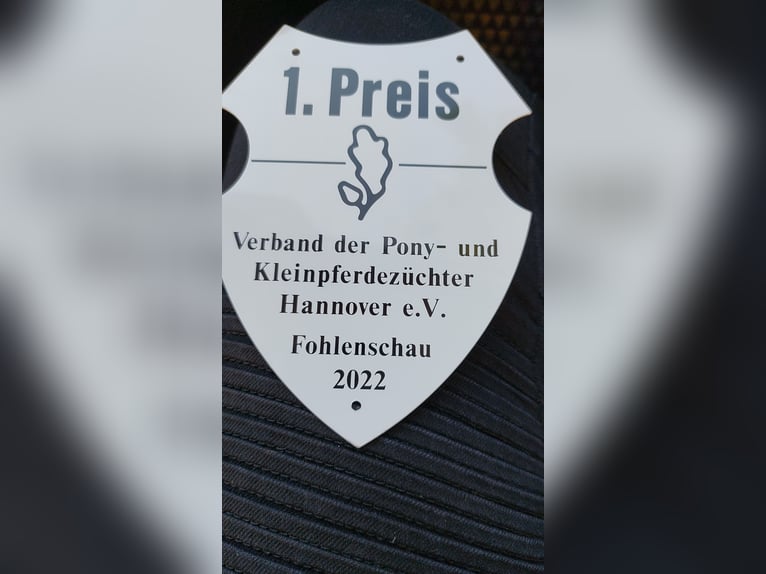 New Forest Castrone 4 Anni 143 cm Baio scuro in Toppenstedt