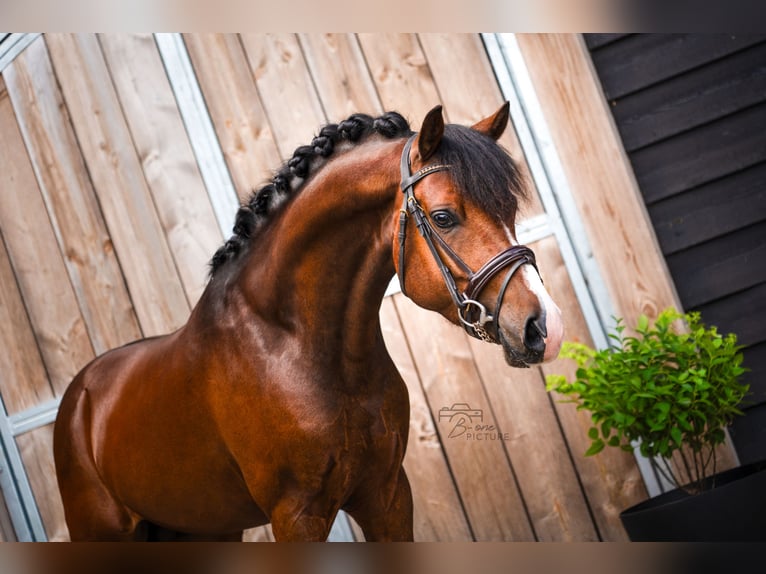 New Forest Castrone 4 Anni 146 cm Baio in Heerle