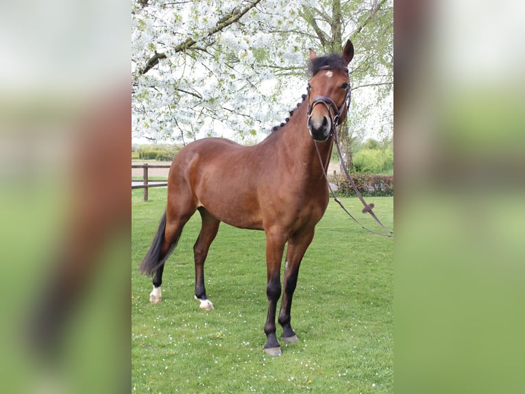 New Forest Castrone 4 Anni 147 cm Baio in Didam