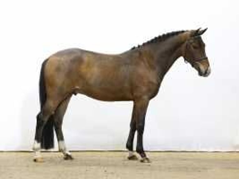 New Forest Castrone 4 Anni 147 cm Baio in Waddinxveen