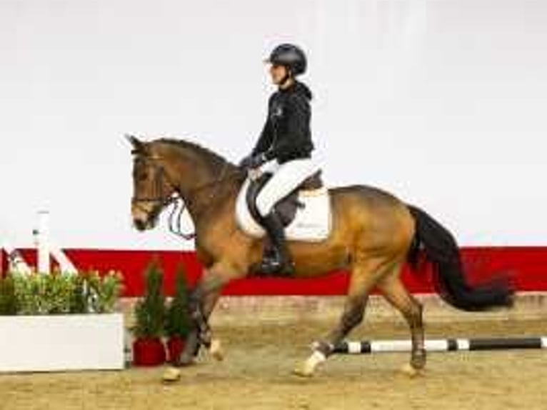 New Forest Castrone 4 Anni 147 cm Baio in Waddinxveen