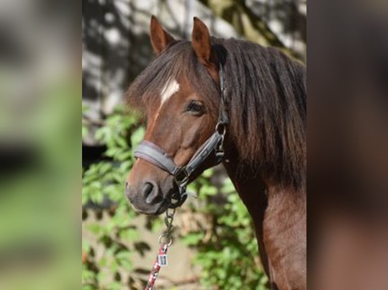 New Forest Castrone 5 Anni 143 cm Sauro in Sieverstedt