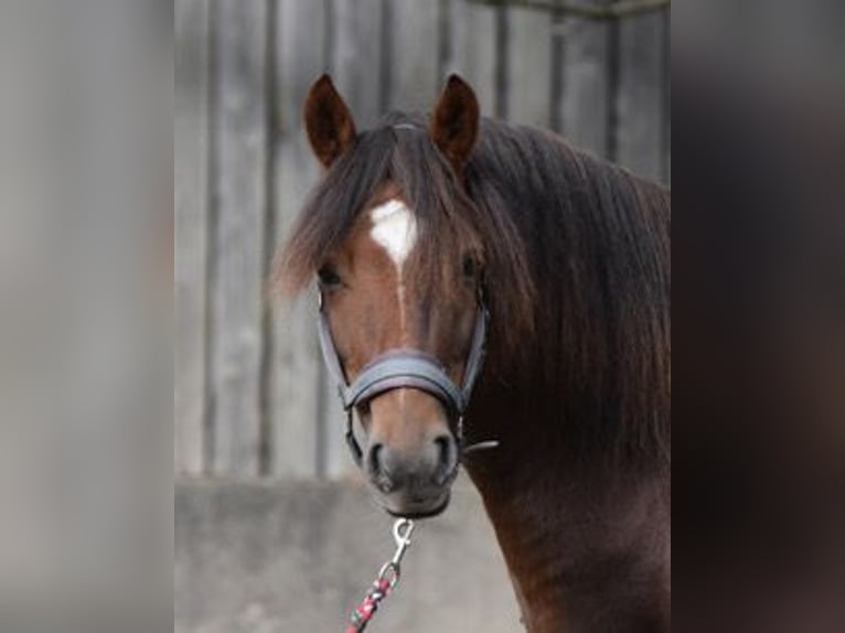 New Forest Castrone 5 Anni 143 cm Sauro in Sieverstedt