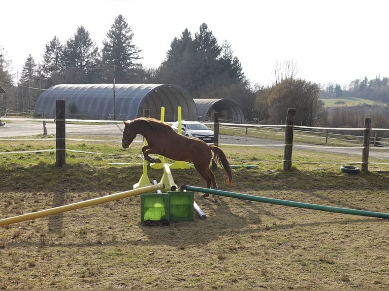 New Forest Castrone 5 Anni 144 cm Sauro in Saint-Fréjoux