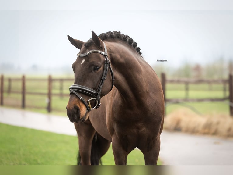 New Forest Castrone 5 Anni 145 cm Baio scuro in Oost West en Middelbeers