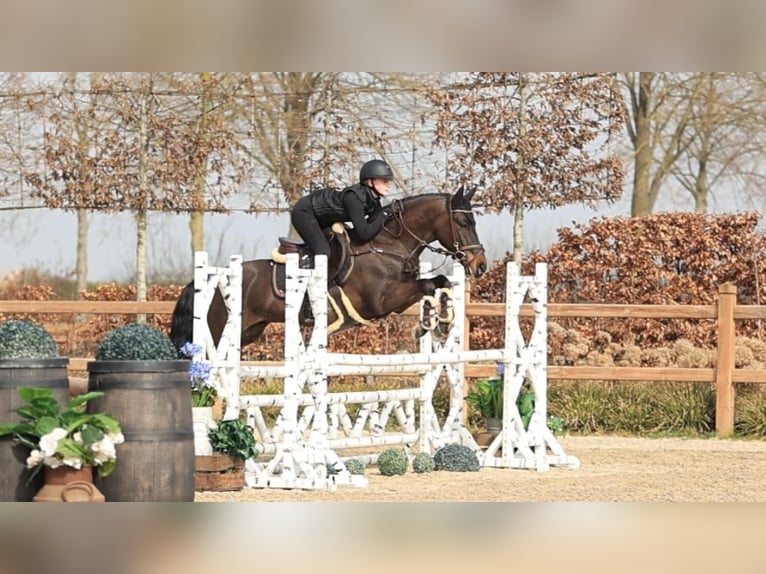 New Forest Castrone 5 Anni 145 cm Baio scuro in Oost West en Middelbeers