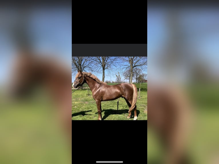 New Forest Castrone 5 Anni 146 cm Sauro scuro in Nordhorn