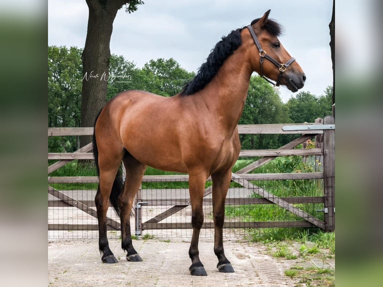 New Forest Castrone 6 Anni 146 cm Baio in Wouwse Plantage