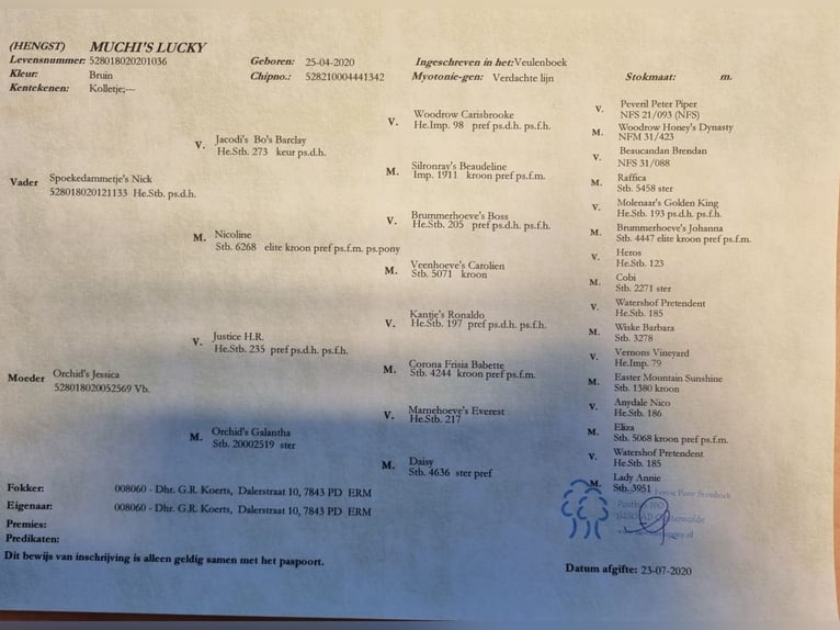 New Forest Castrone 6 Anni 146 cm Baio in Wouwse Plantage