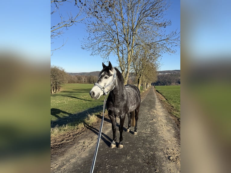 New Forest Castrone 6 Anni 148 cm Può diventare grigio in Eitorf