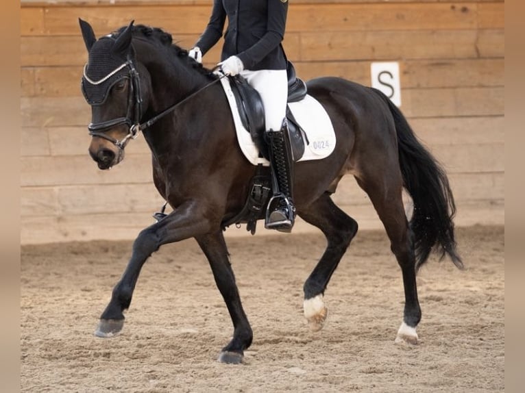 New Forest Castrone 7 Anni 145 cm Baio scuro in Neuwied