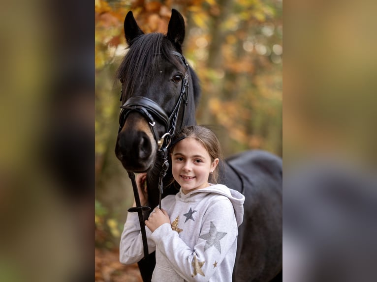 New Forest Castrone 8 Anni 142 cm Baio nero in Essen (Oldenburg)