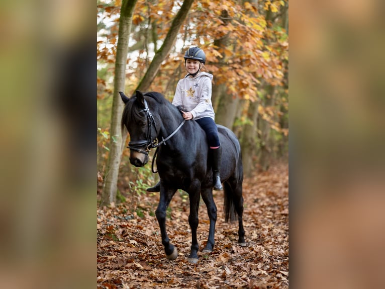 New Forest Castrone 8 Anni 142 cm Baio nero in Essen (Oldenburg)