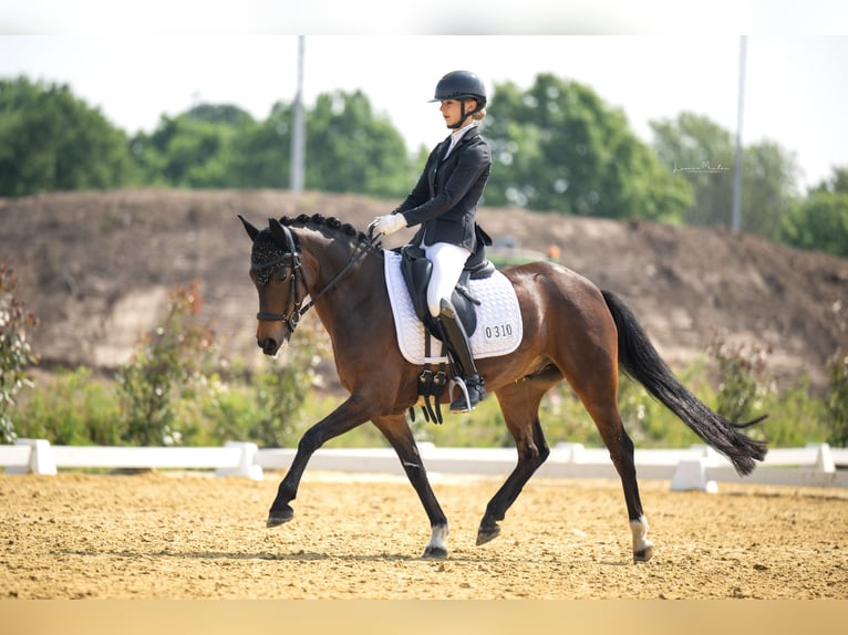 New Forest Castrone 8 Anni 143 cm Baio in Wachtendonk