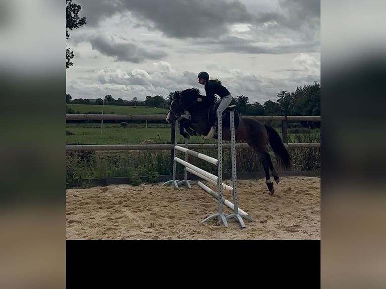 New Forest Castrone 8 Anni 143 cm Baio in Leyrat