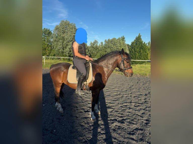 New Forest Castrone 8 Anni 145 cm Baio nero in zistersdorf
