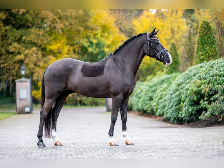 New Forest Castrone 8 Anni 146 cm Morello in Hellendoorn