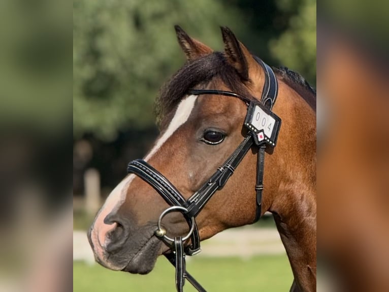New Forest Castrone 9 Anni 142 cm Baio in Angers
