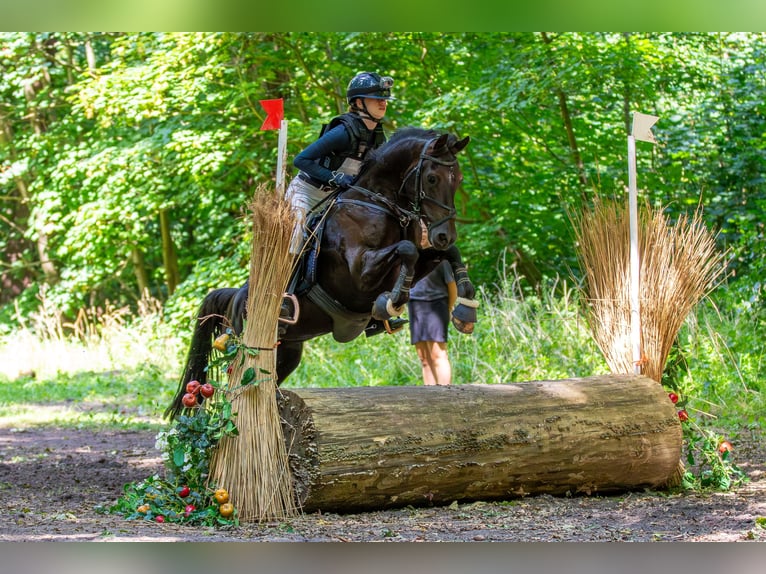 New Forest Castrone 9 Anni 146 cm Baio scuro in Slootdorp
