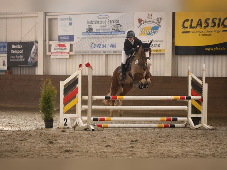 New Forest Castrone 9 Anni 148 cm Sauro scuro in Syke