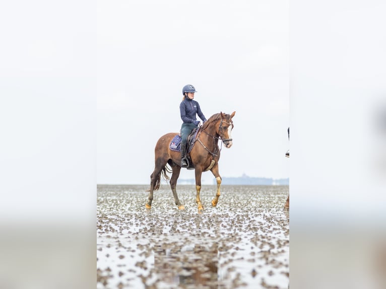 New Forest Castrone 9 Anni 148 cm Sauro scuro in Syke